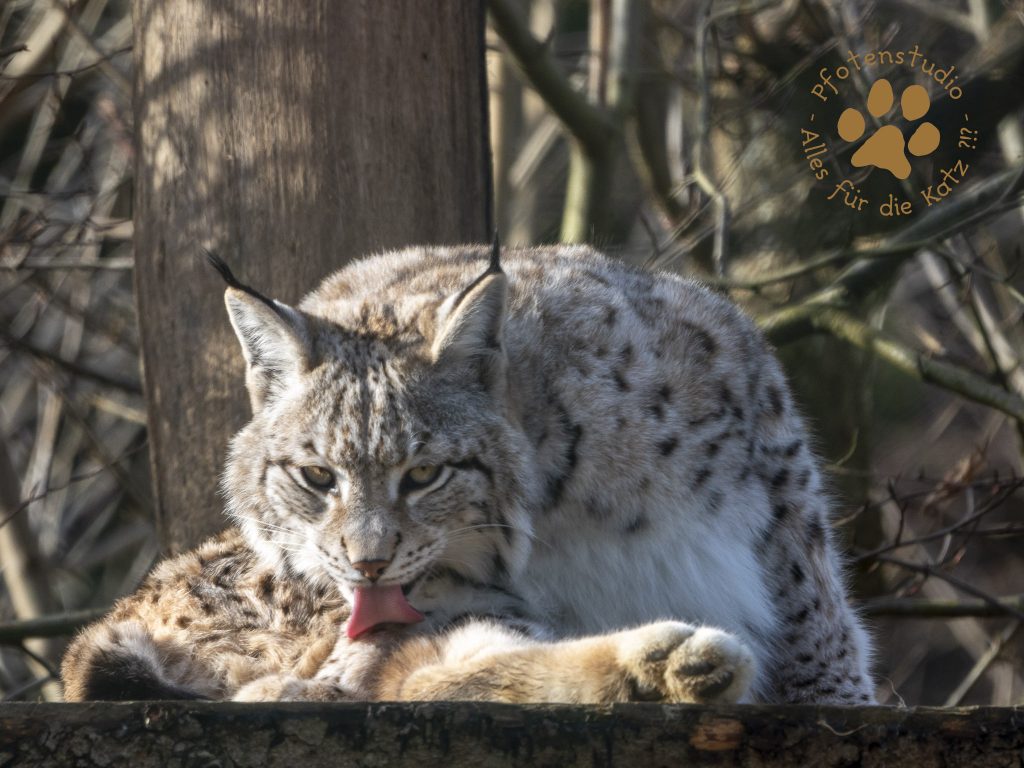 Europ_ischer_Luchs_2020308