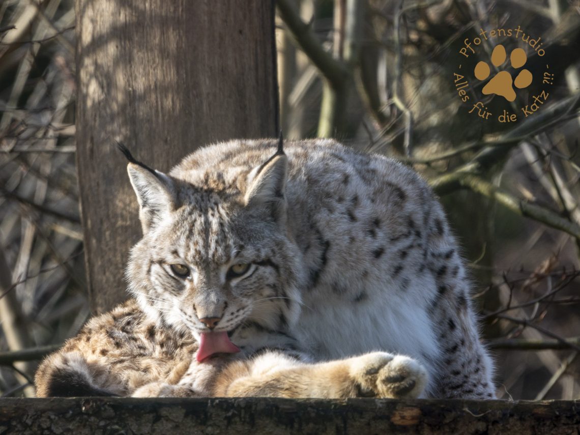 Europ_ischer_Luchs_2020308