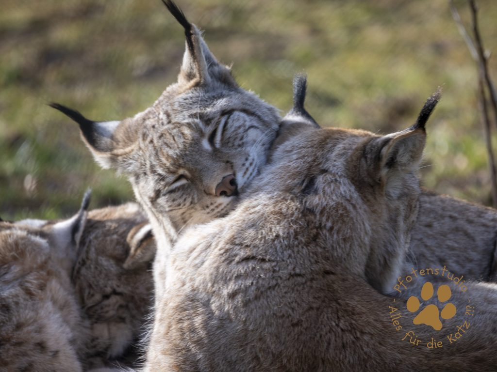 Europ_ischer_Luchs_2020322