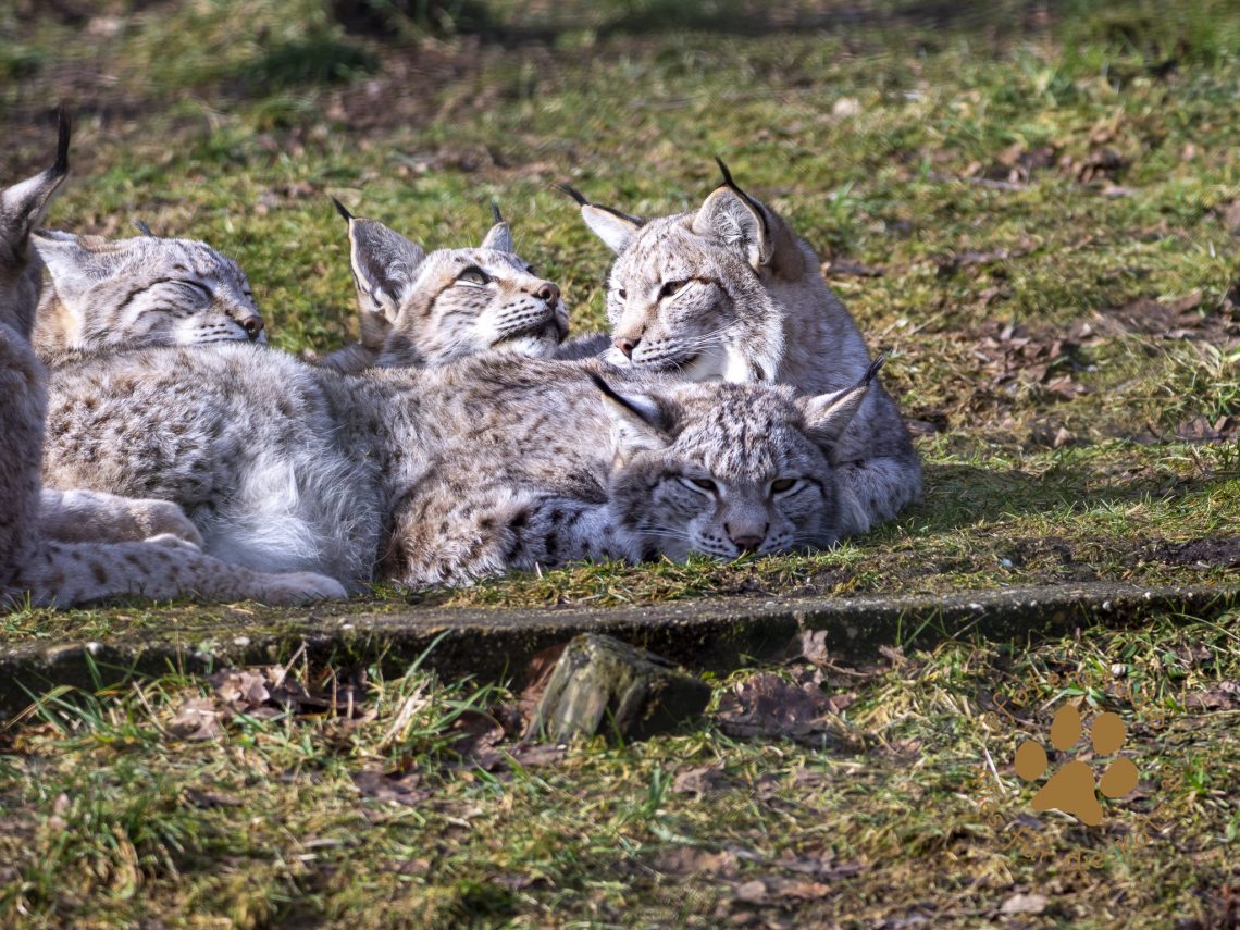 Europ_ischer_Luchs_2020356