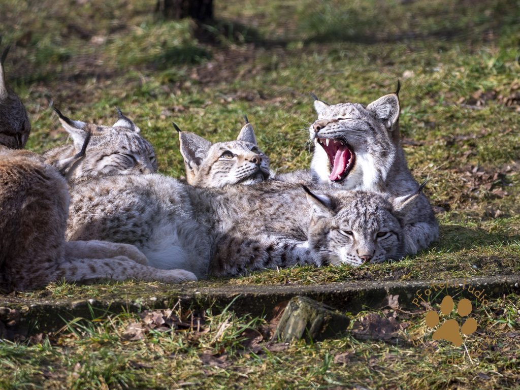 Europ_ischer_Luchs_2020358_1