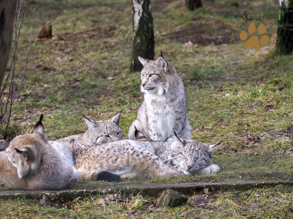 Europ_ischer_Luchs_2020380_1