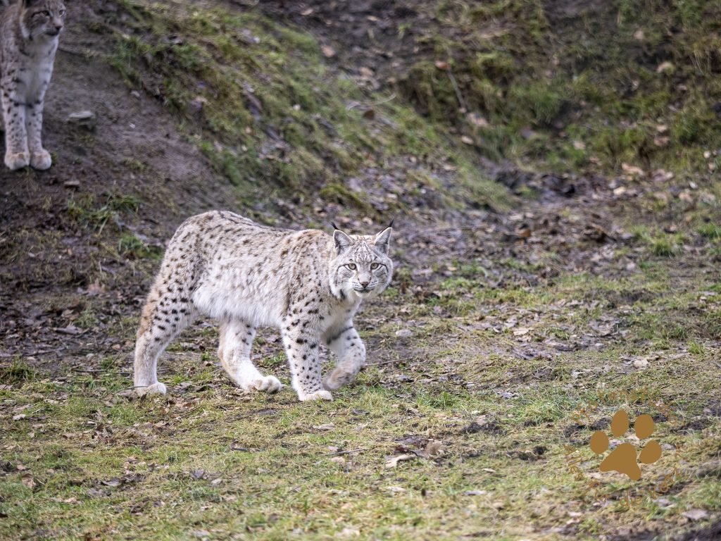 Europ_ischer_Luchs_2020405-2