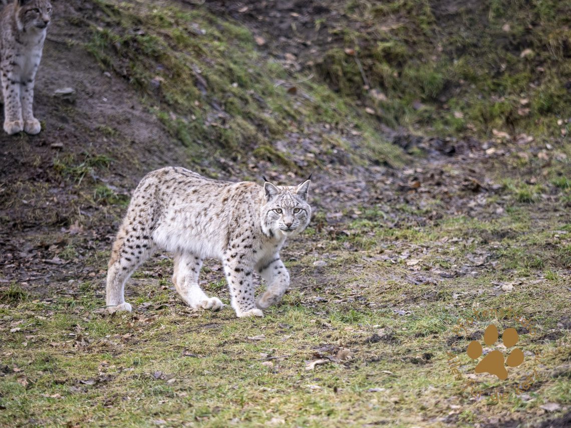 Europ_ischer_Luchs_2020405-2