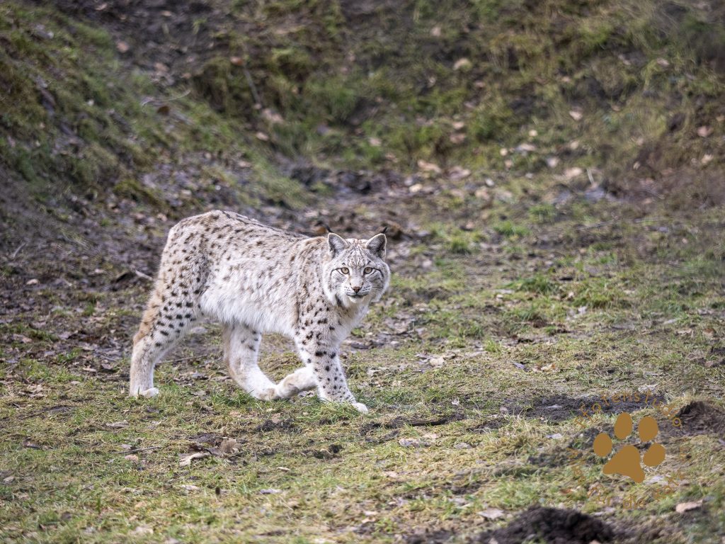 Europ_ischer_Luchs_2020407-2