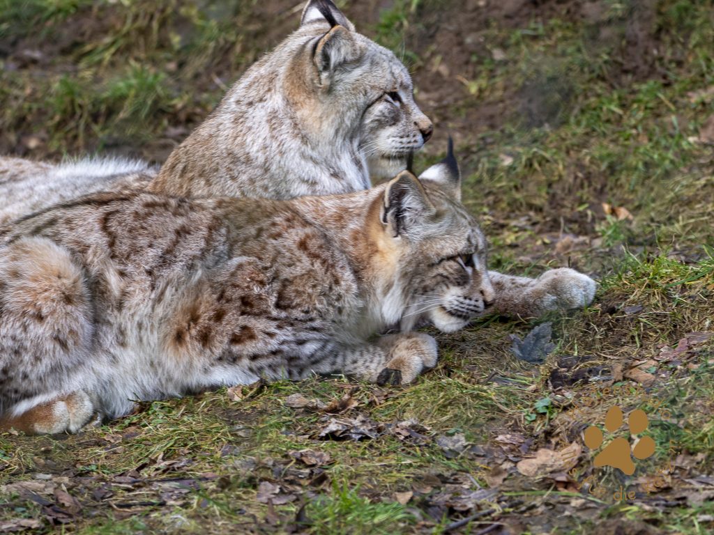 Europ_ischer_Luchs_2020414_1