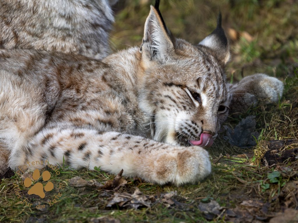 Europ_ischer_Luchs_2020437