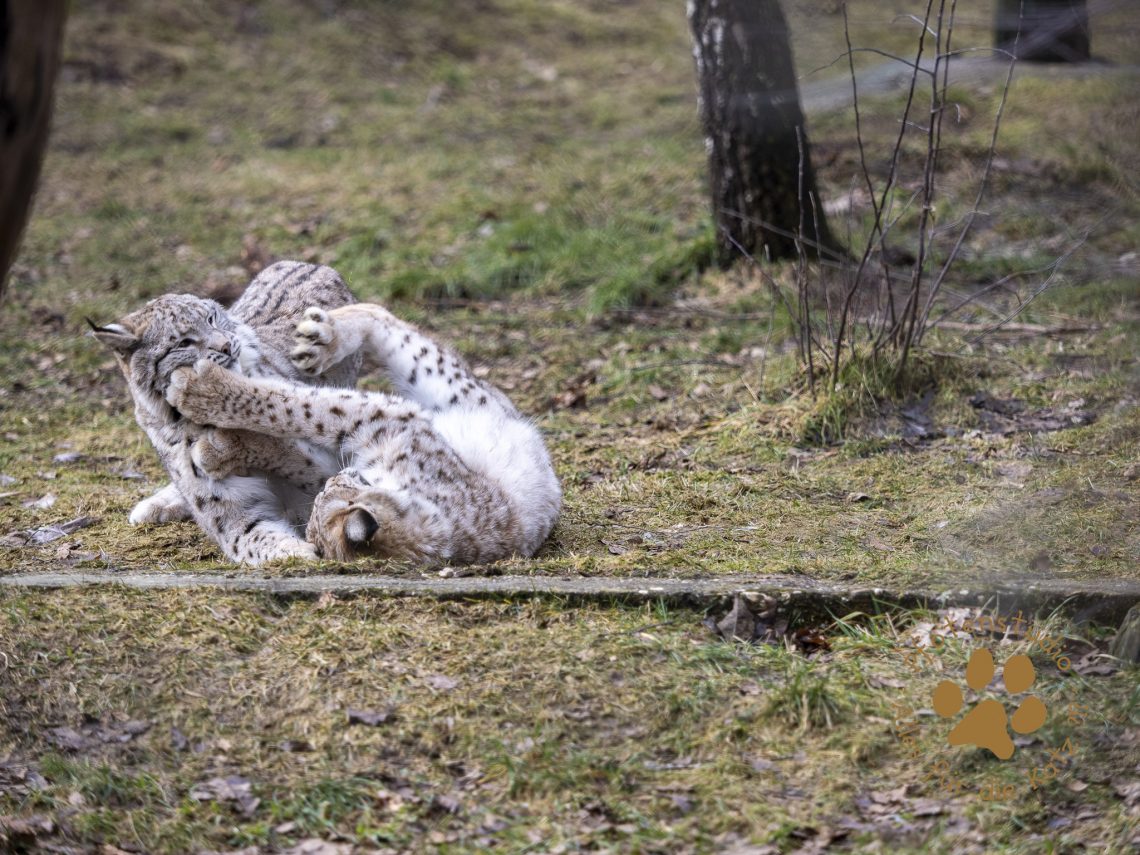 Europ_ischer_Luchs_2020439-2