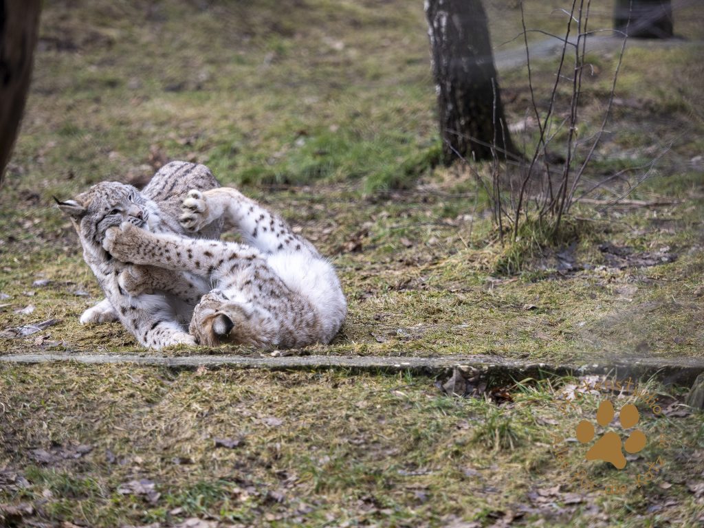 Europ_ischer_Luchs_2020439-2_1