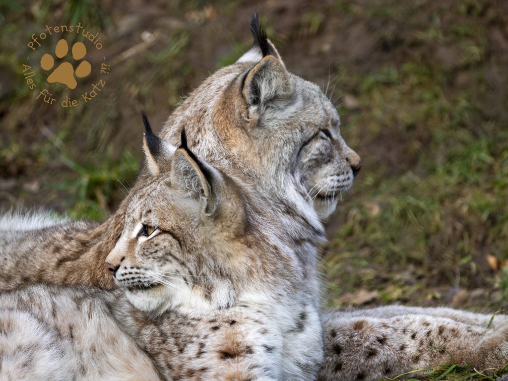 Europ_ischer_Luchs_2020456_1