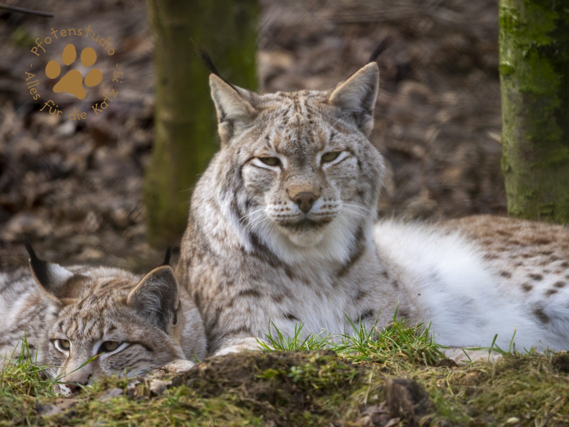 Europ_ischer_Luchs_2020463