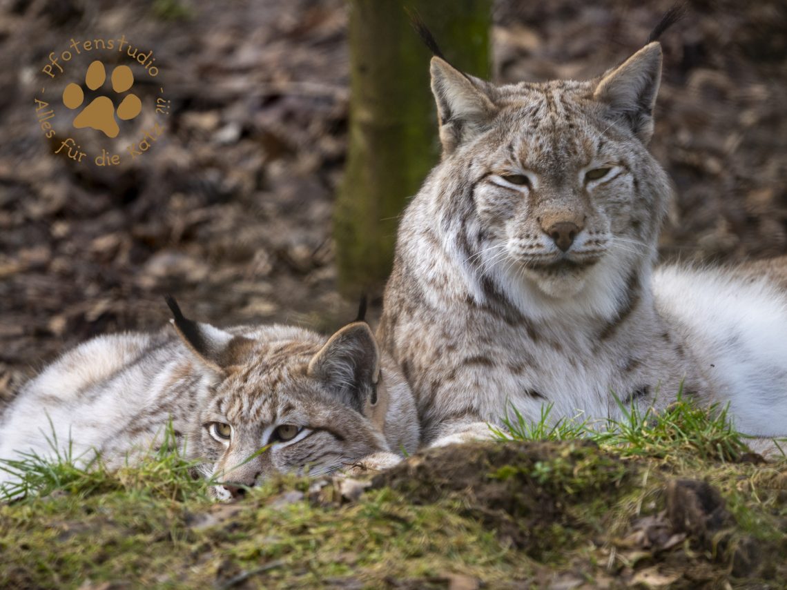 Europ_ischer_Luchs_2020467