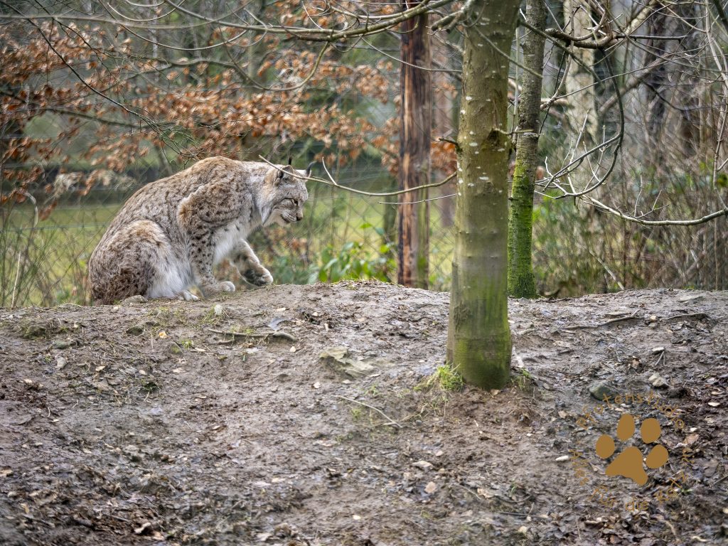 Europ_ischer_Luchs_2020479-2