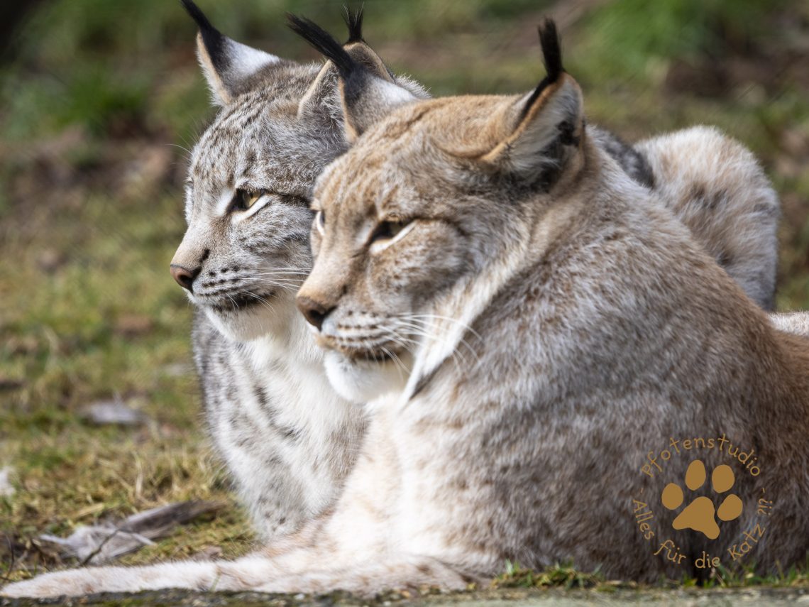 Europ_ischer_Luchs_2020487
