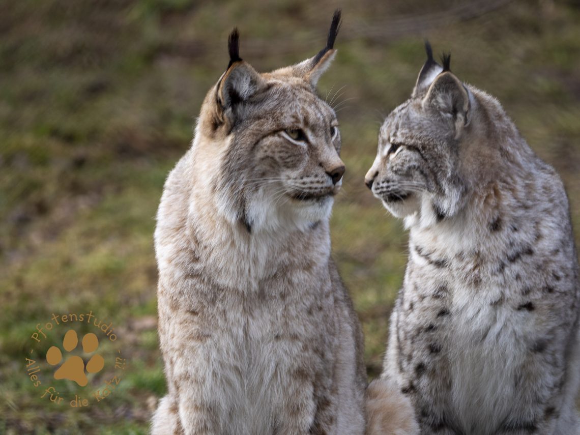 Europ_ischer_Luchs_2020509