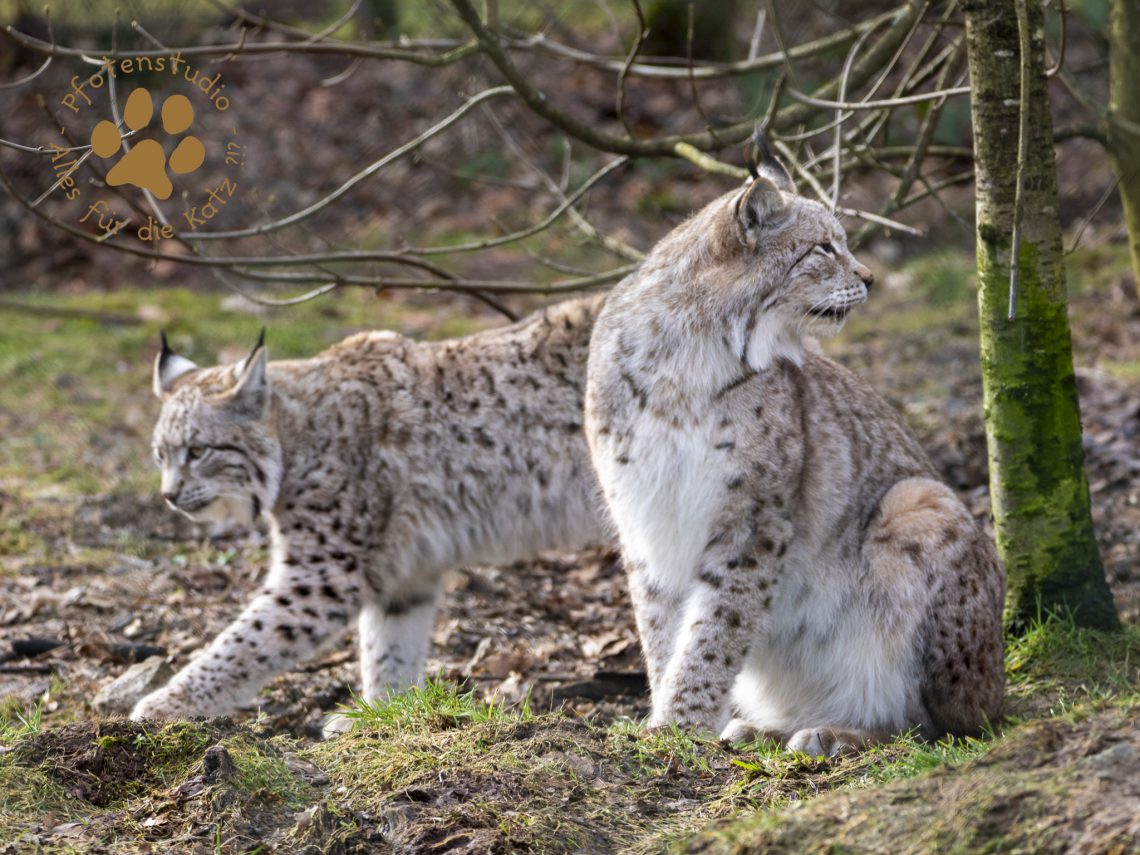 Europ_ischer_Luchs_2020520