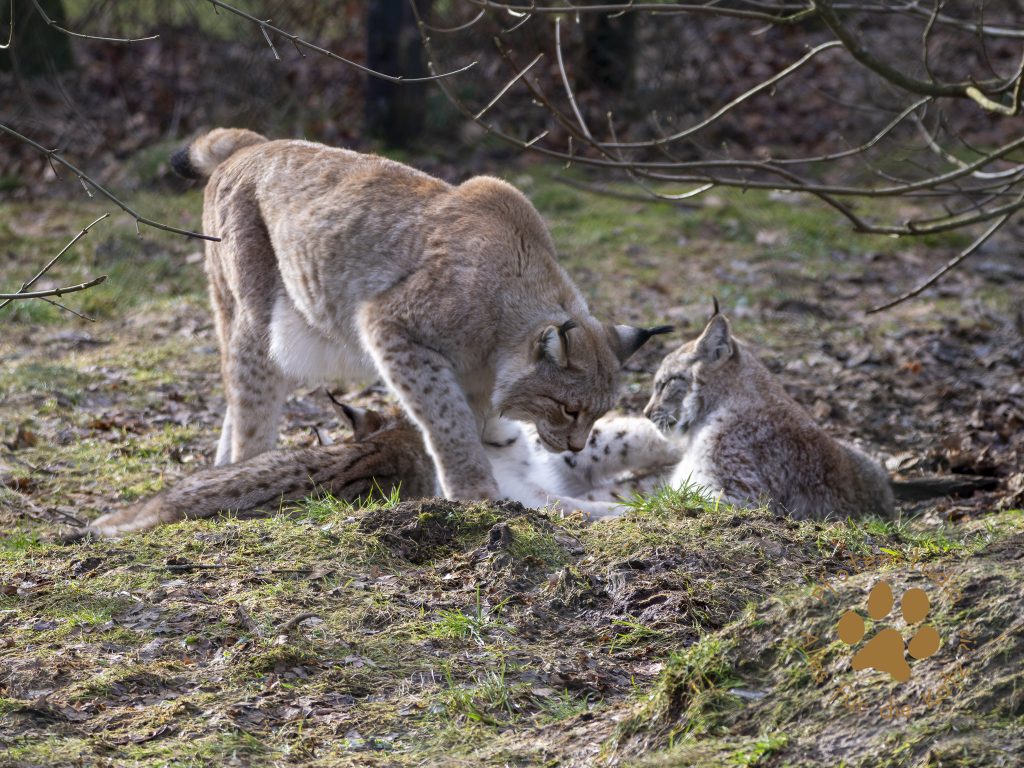 Europ_ischer_Luchs_2020537
