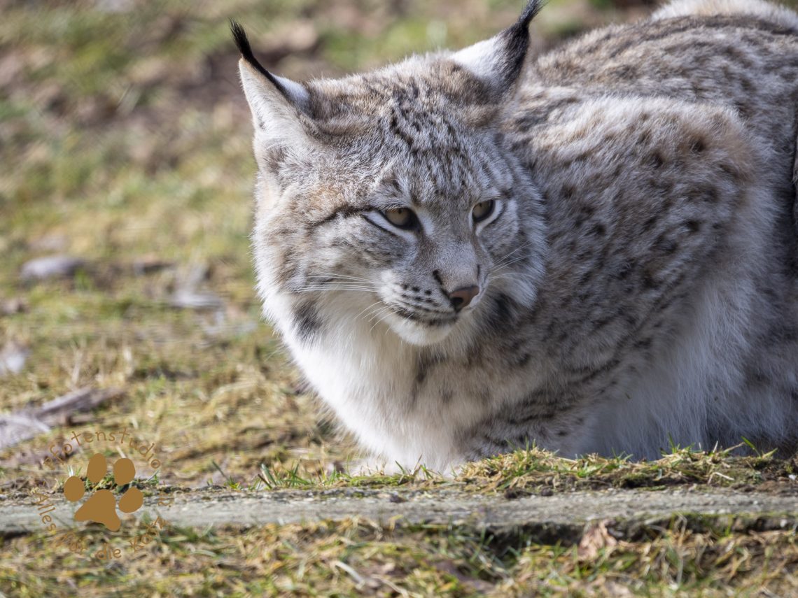 Europ_ischer_Luchs_2020545