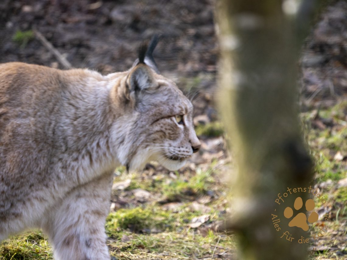 Europ_ischer_Luchs_2020552