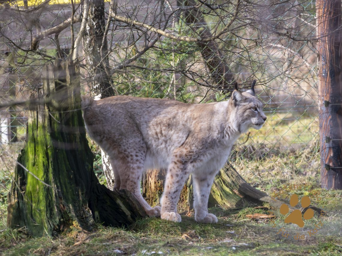 Europ_ischer_Luchs_2020568
