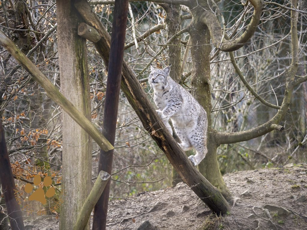 Europ_ischer_Luchs_2020574-2