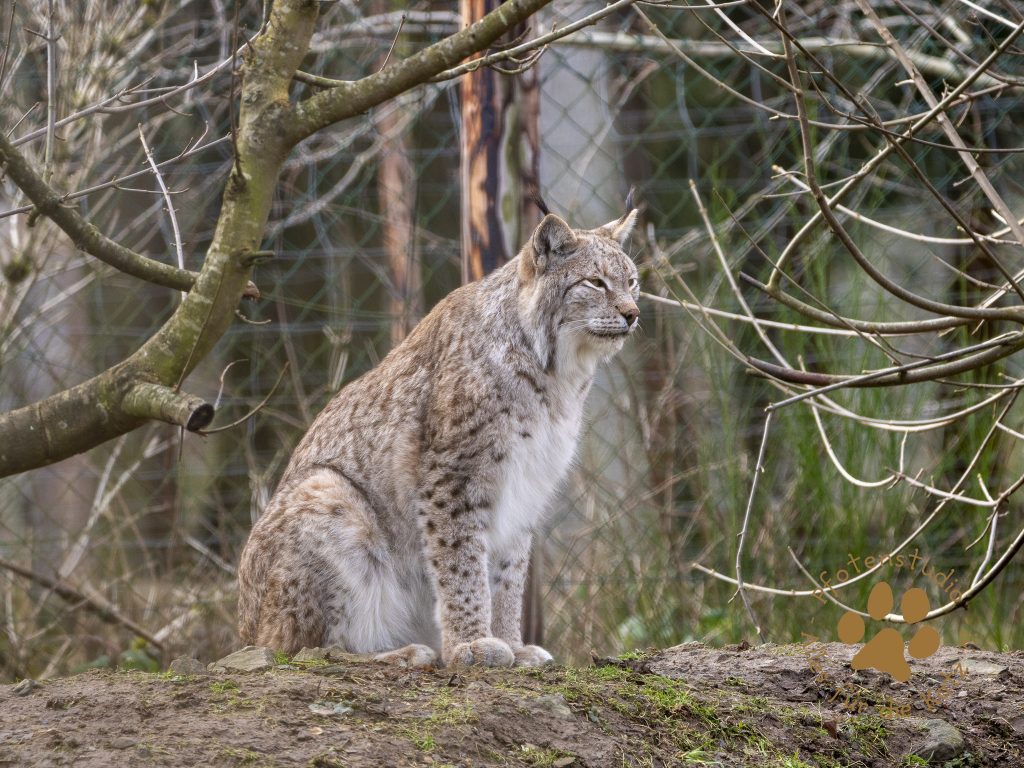 Europ_ischer_Luchs_2020593