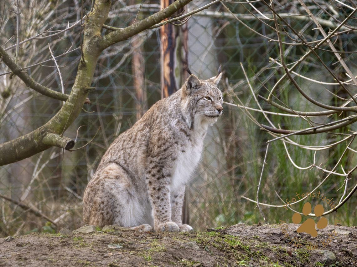 Europ_ischer_Luchs_2020593