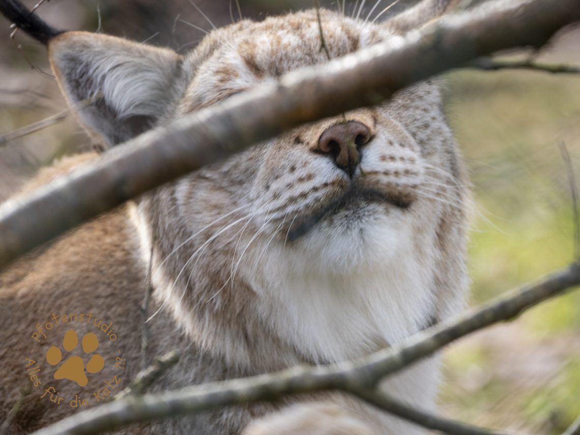 Europ_ischer_Luchs_2020639