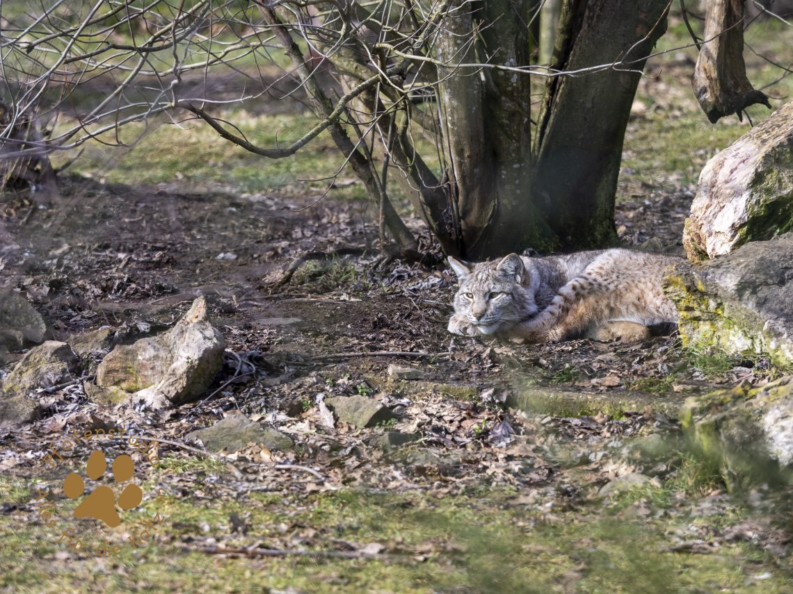 Europ_ischer_Luchs_2020643-2