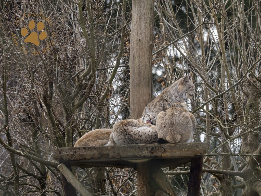 Europ_ischer_Luchs_2020669-2