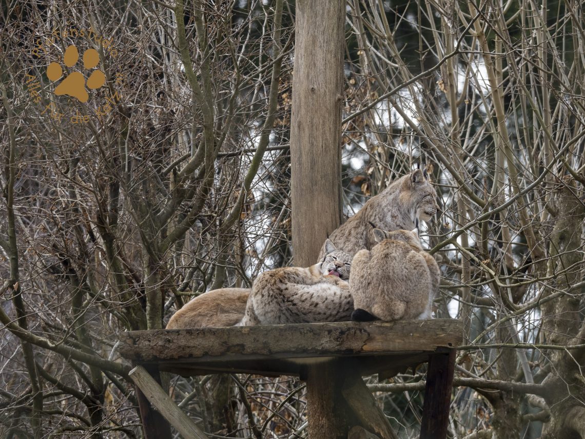 Europ_ischer_Luchs_2020669-2
