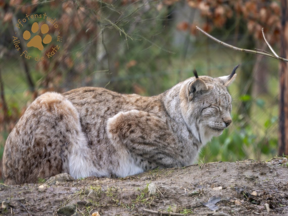 Europ_ischer_Luchs_2020696