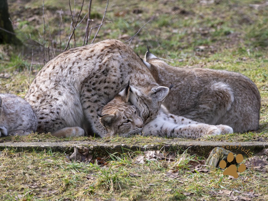 Europ_ischer_Luchs_2020710