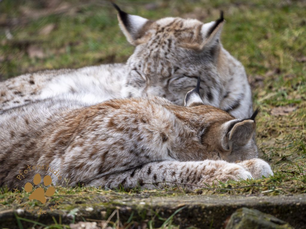 Europ_ischer_Luchs_2020721