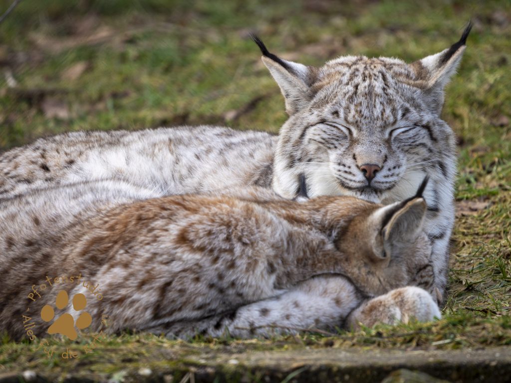 Europ_ischer_Luchs_2020736