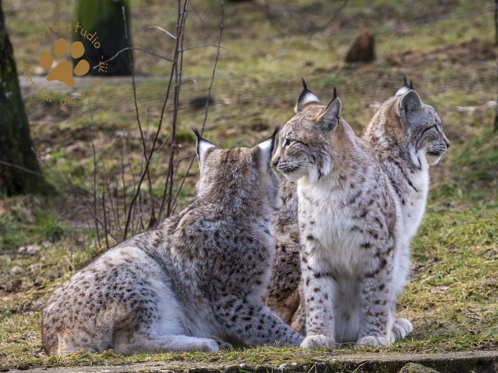 Europ_ischer_Luchs_2020741