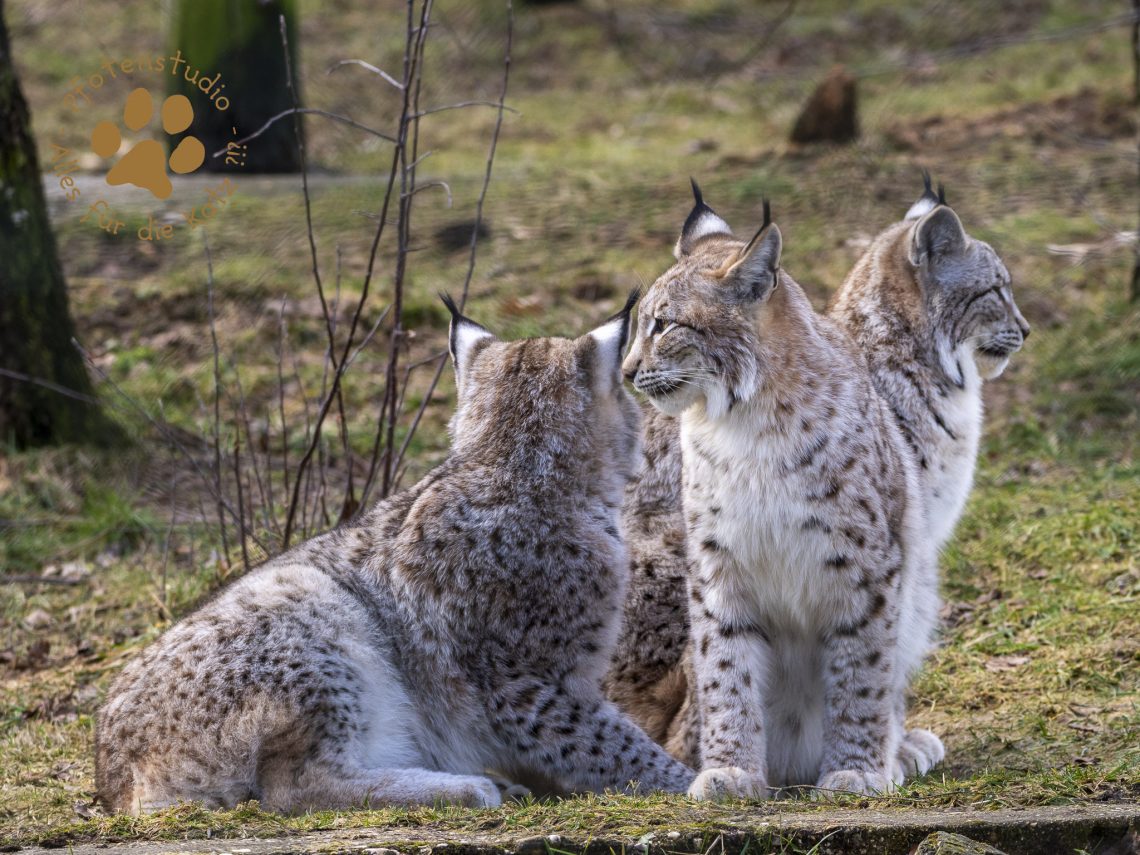 Europ_ischer_Luchs_2020741