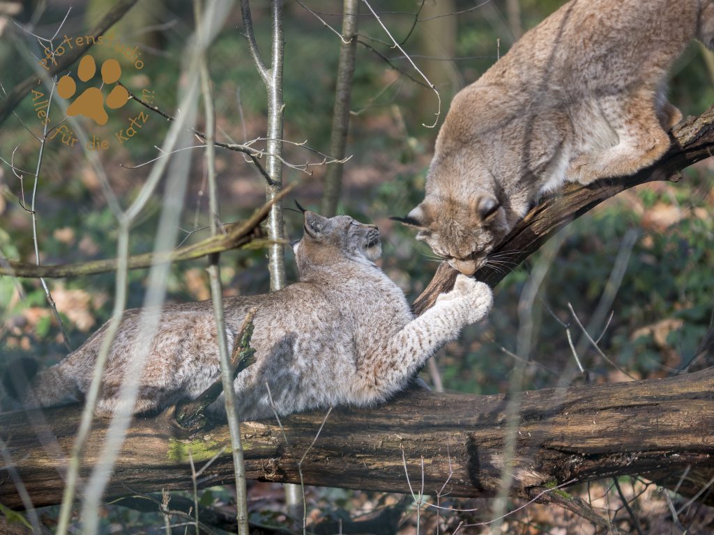 Europ_ischer_Luchs_2050100