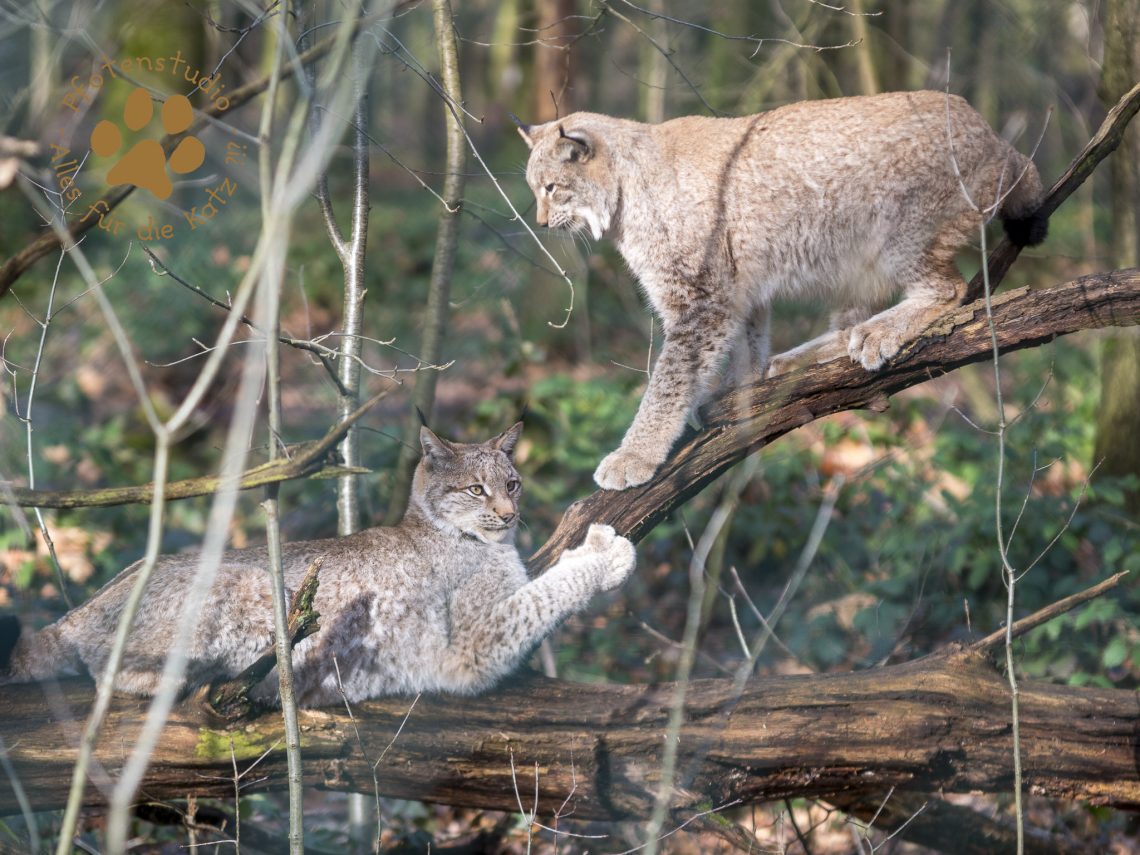 Europ_ischer_Luchs_2050107