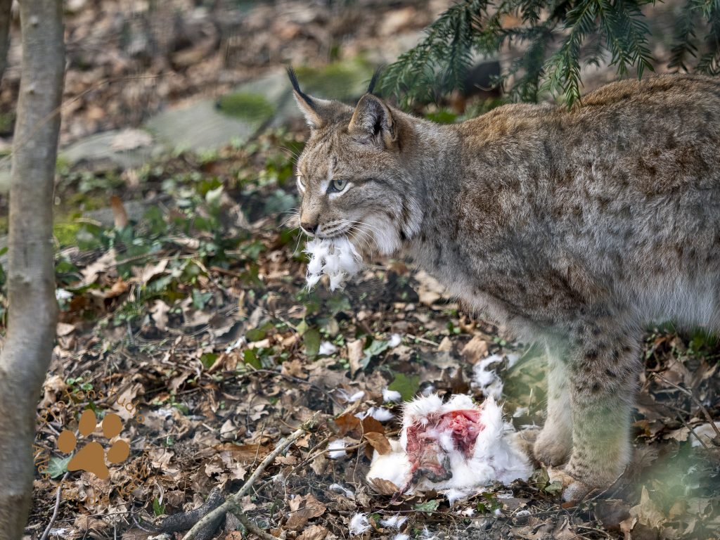 Europ_ischer_Luchs_2080688