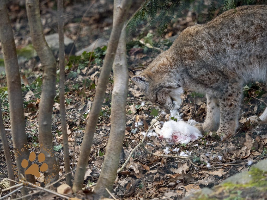 Europ_ischer_Luchs_2080714