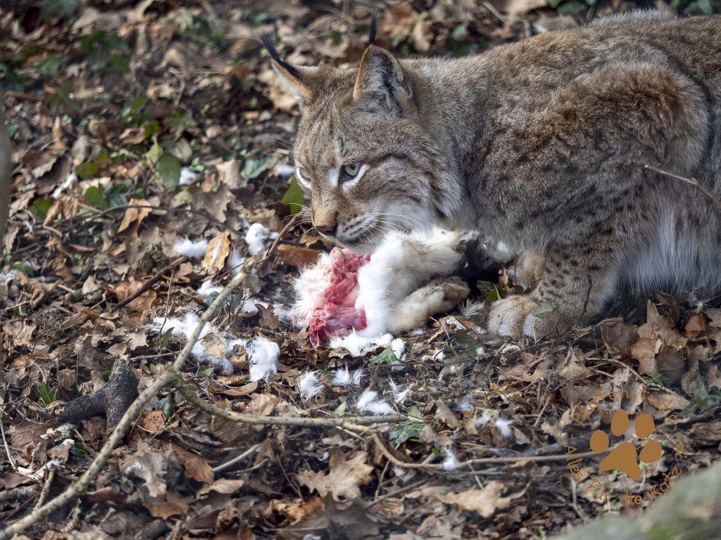 Europ_ischer_Luchs_2080780