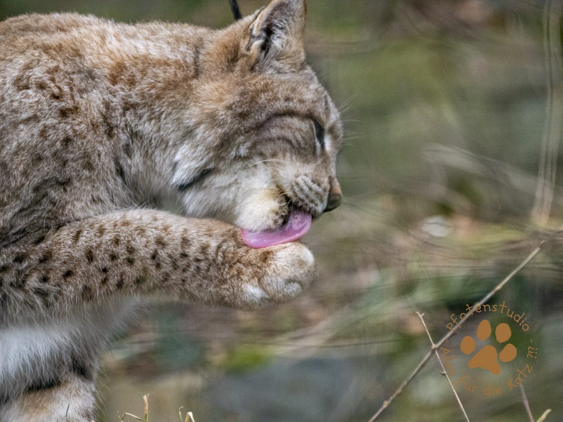 Europ_ischer_Luchs_2080860