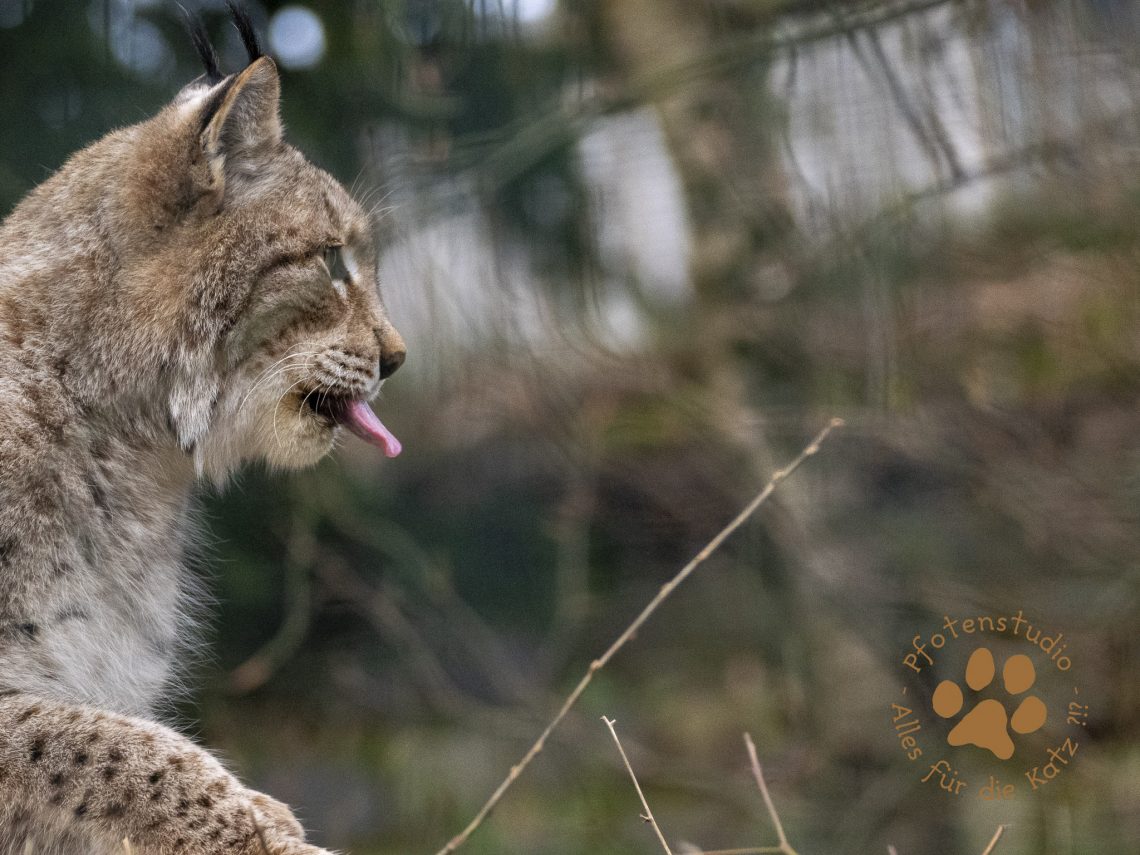 Europ_ischer_Luchs_2080880