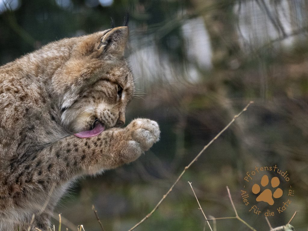 Europ_ischer_Luchs_2080881