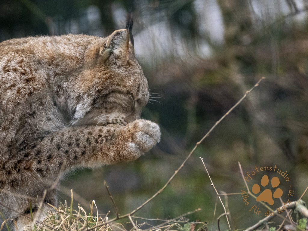 Europ_ischer_Luchs_2080885