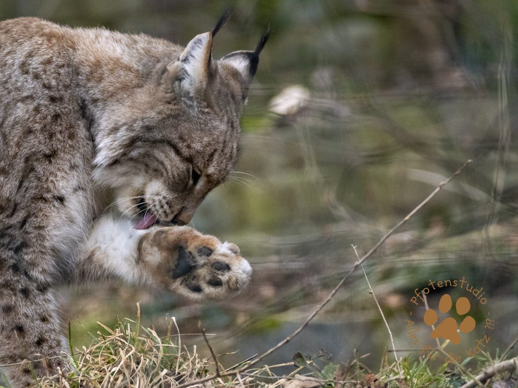 Europ_ischer_Luchs_2080905