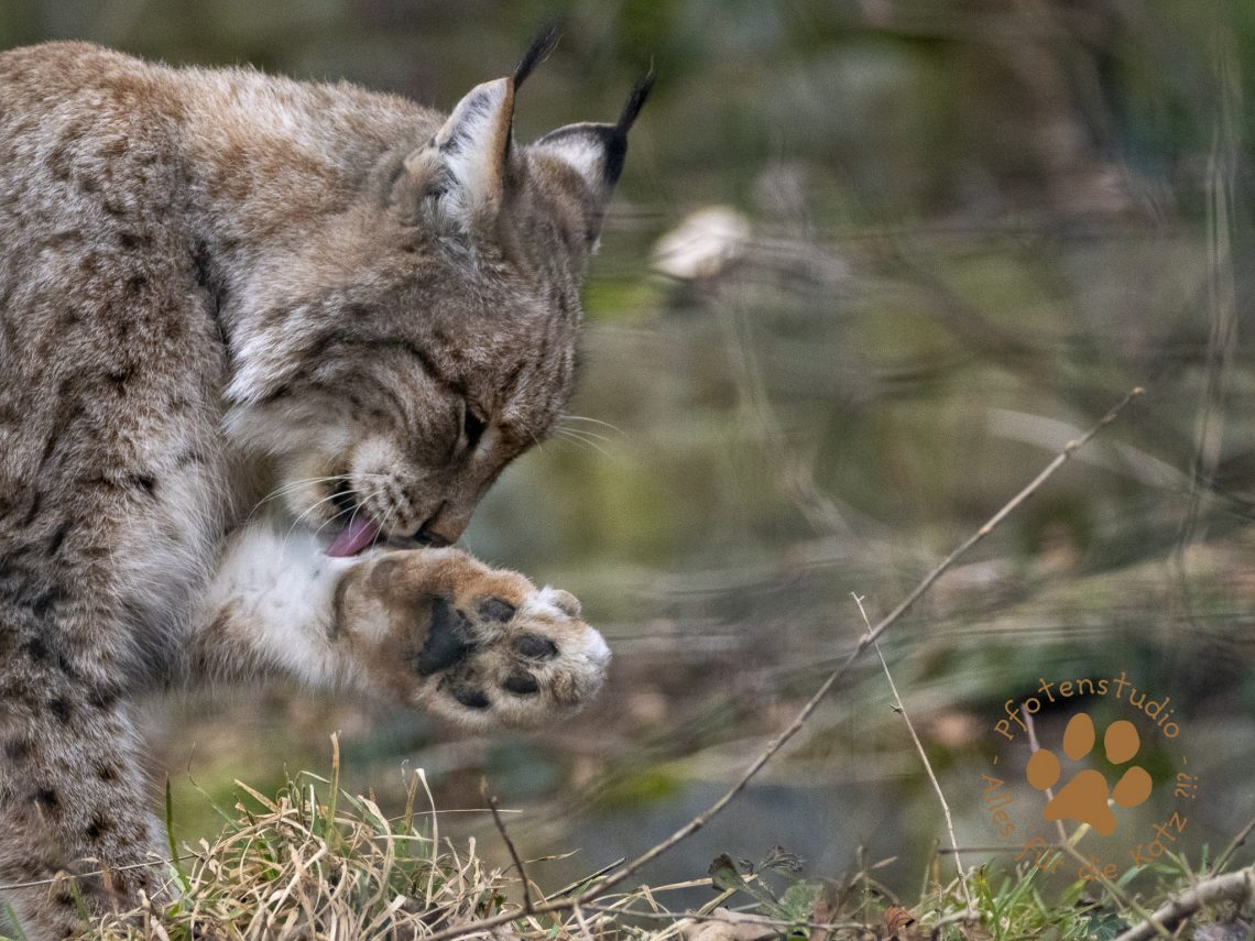 Europ_ischer_Luchs_2080905