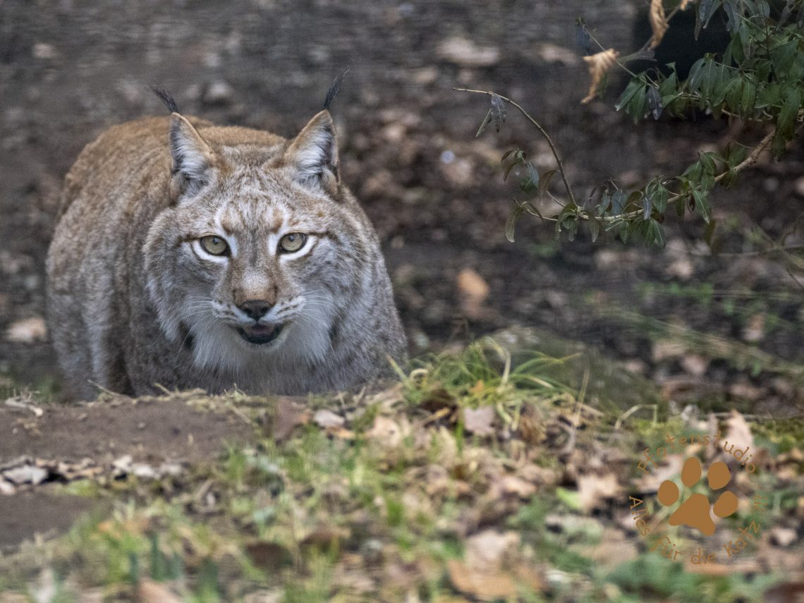 Europ_ischer_Luchs_2080917