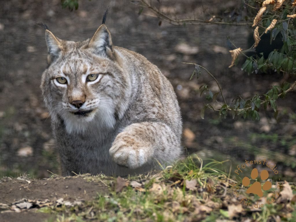 Europ_ischer_Luchs_2080919